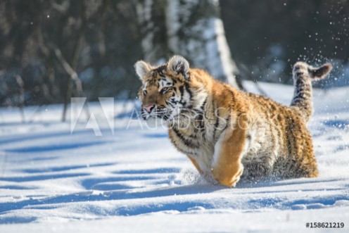 Picture of Siberian Tiger in the snow Panthera tigris altaica